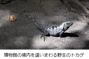 博物館の境内を這いまわる野生のトカゲ